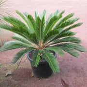 Fern Palm Seeds - Tropical Ornamental Palm Seeds for Planting