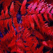 Red Fern Seeds, Herbal