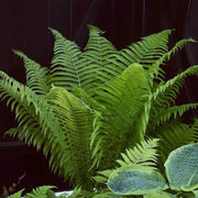 Fern Seeds - All In One For Home Gardens
