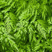Fern Seeds - All In One For Home Gardens