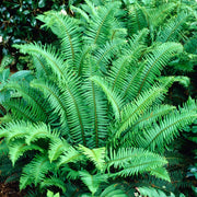 Fern Seeds - All In One For Home Gardens