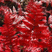 Red Fern Seeds, Herbal