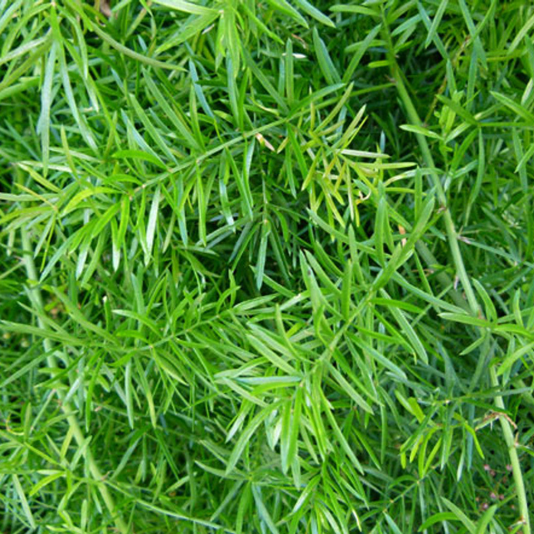 Asparagus Fern Seeds, Herbal