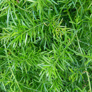 Asparagus Fern Seeds, Herbal
