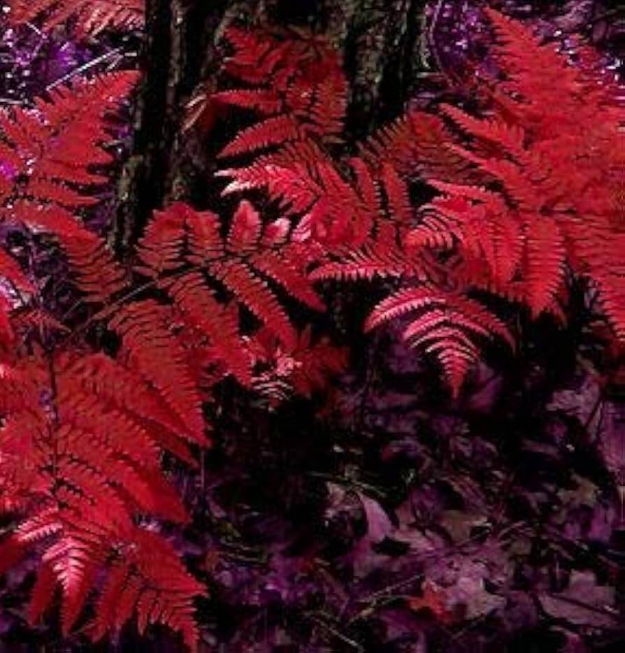 Red Fern Seeds, Herbal