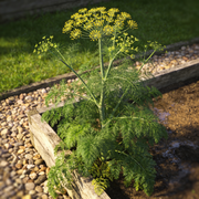 Dill Seeds – Anethum graveolens