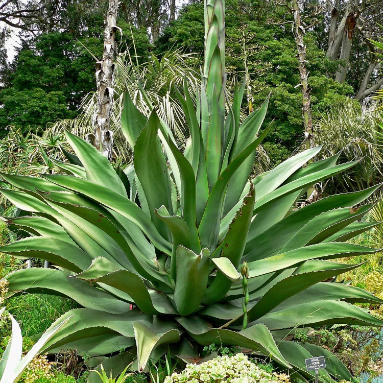 Ferox Green Agave Seeds, Herbal