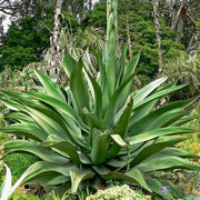 Ferox Green Agave Seeds, Herbal