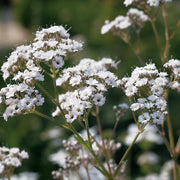 Gypsophila Seeds – Gypsophila elegans
