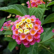 Feston Rose Lantana Seeds - Flower Plant