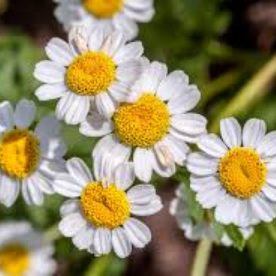 Tanacetum parthenium Feverfew Seeds, Herbal