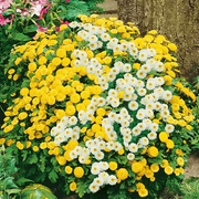 Vibrant Mix Feverfew Seeds, Herbal