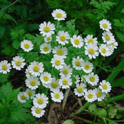 Vibrant Mix Feverfew Seeds, Herbal