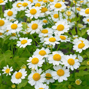 Wildflower Feverfew Seeds