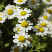 Tanacetum parthenium Feverfew Seeds, Herbal