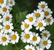 Tanacetum parthenium Feverfew Seeds, Herbal