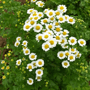 Tanacetum parthenium Feverfew Seeds, Herbal
