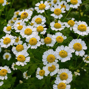 Wildflower Feverfew Seeds