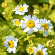 Wildflower Feverfew Seeds