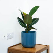 Rubber Seeds, Ficus elastica