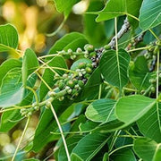 Green Ficus Pertusa Seeds, Herbal