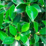 Green Ficus Pertusa Seeds, Herbal