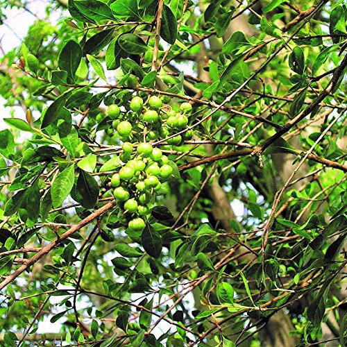Green Ficus Pertusa Seeds, Herbal