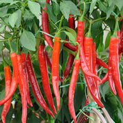 Fiery Chili Pepper Seeds