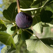 Black Mission Fig Seeds