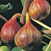 Brown Turkey Fig Seeds