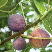 Burgundy Fig Seeds