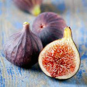 Burgundy Fig Seeds