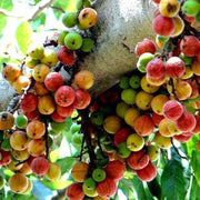 Cluster Fig Seeds