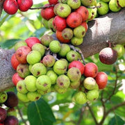 Cluster Fig Seeds