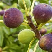 Common Fig Seeds