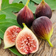 Common Fig Seeds