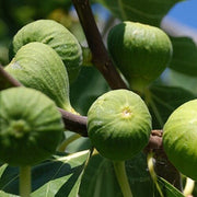 Kodota Fig Seeds