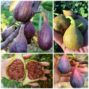 Mixed Fig Seeds