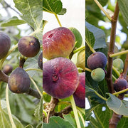 Mixed Fig Seeds