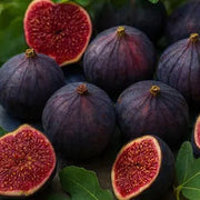 Fig Seeds - for Home Gardens Seeds