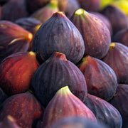 Fig Seeds - for Home Gardens Seeds