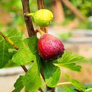 Red Fig Seeds