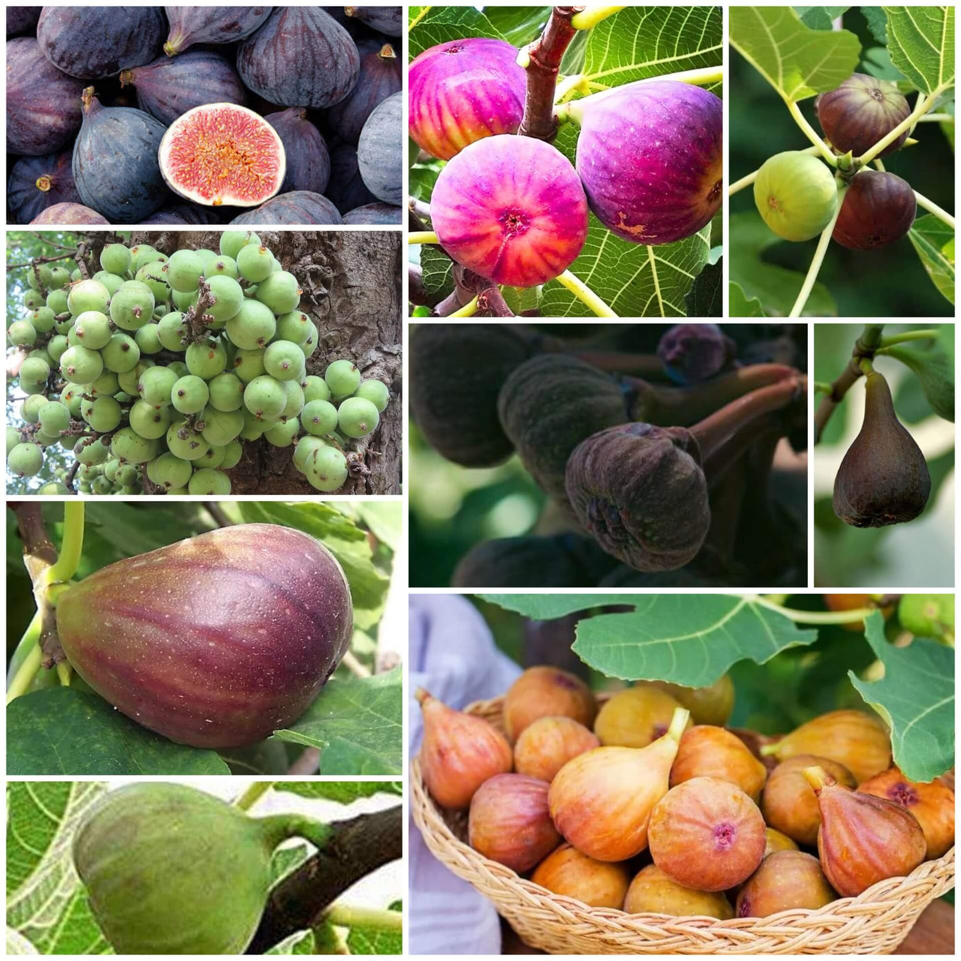 Fig Seeds - All In One For Home Gardens
