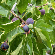 Fig Seeds - All In One For Home Gardens