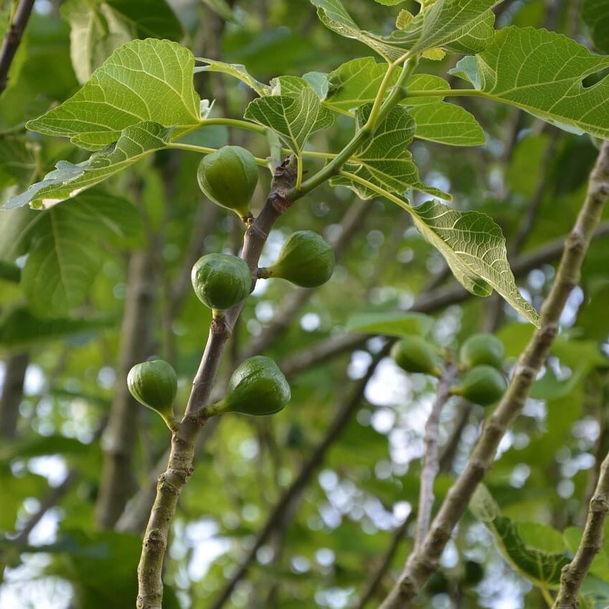 Fig Seeds - All In One For Home Gardens