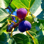 Fig Seeds - All In One For Home Gardens