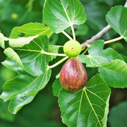 Fig Seeds - All In One For Home Gardens