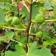 Fig Seeds - All In One For Home Gardens
