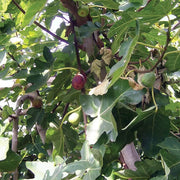 Fig Seeds - All In One For Home Gardens