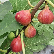 Fig Seeds - All In One For Home Gardens